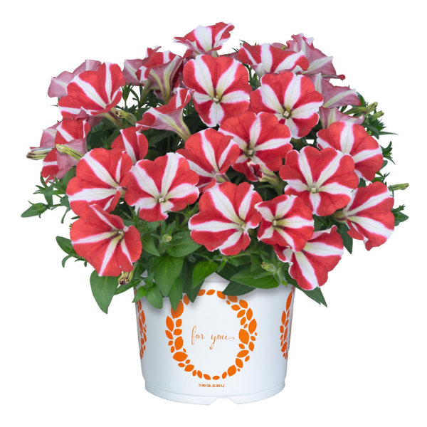 Petunia hybrida 'Sweetunia Windmill Cherry'
