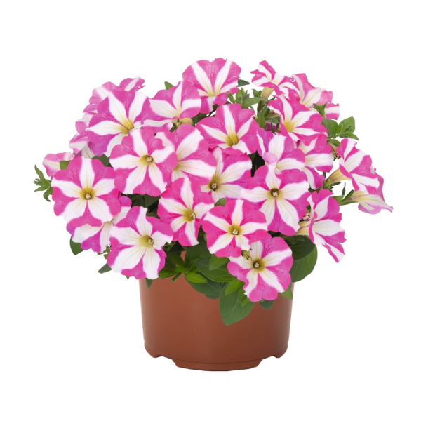 Petunia hybrida 'Sweetunia Windmill Pink'