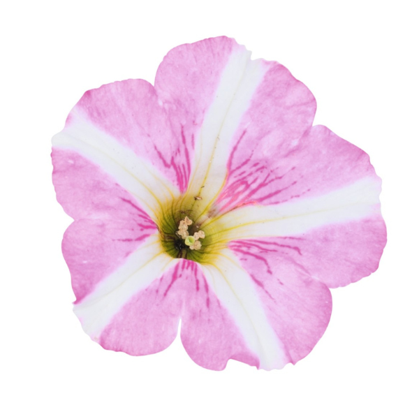 Petunia hybrida 'Sweetunia Windmill Pink Vein'