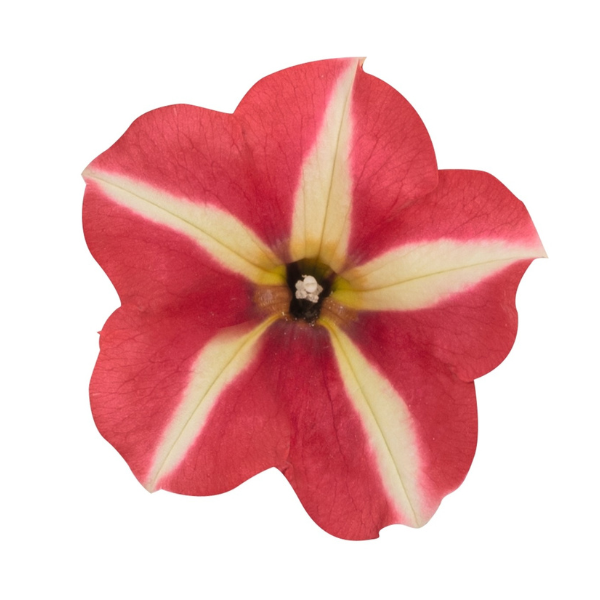 Petunia hybrida 'Sweetunia Windmill Red'