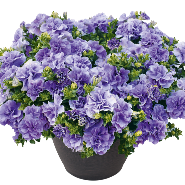 Petunia hybrida 'Petunia Veranda Compact Double Lavender'