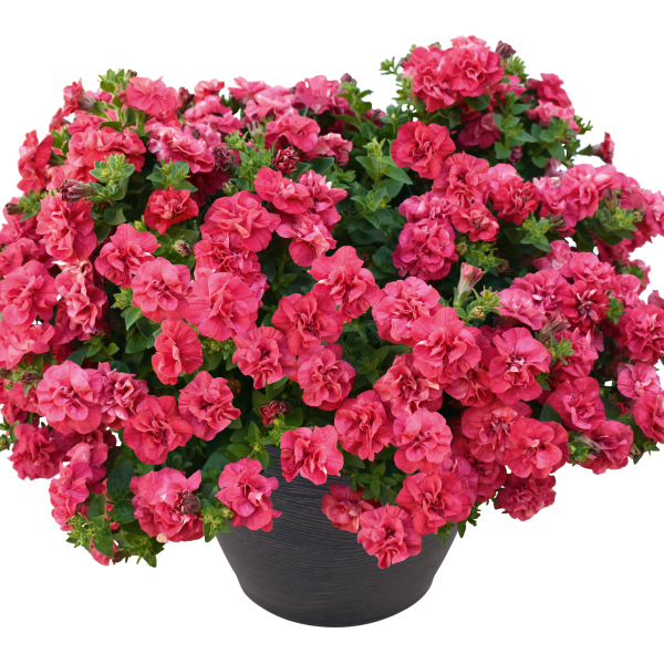 Petunia hybrida 'Veranda Compact Double Red'