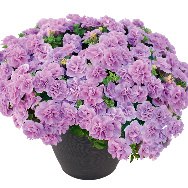 Petunia hybrida 'Veranda Compact Double Rose Pink'