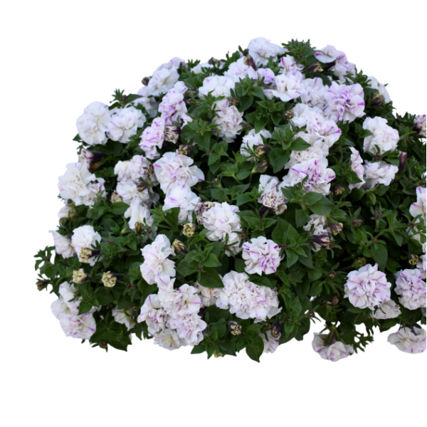 Petunia hybrida 'Veranda Compact Double Peppermint'
