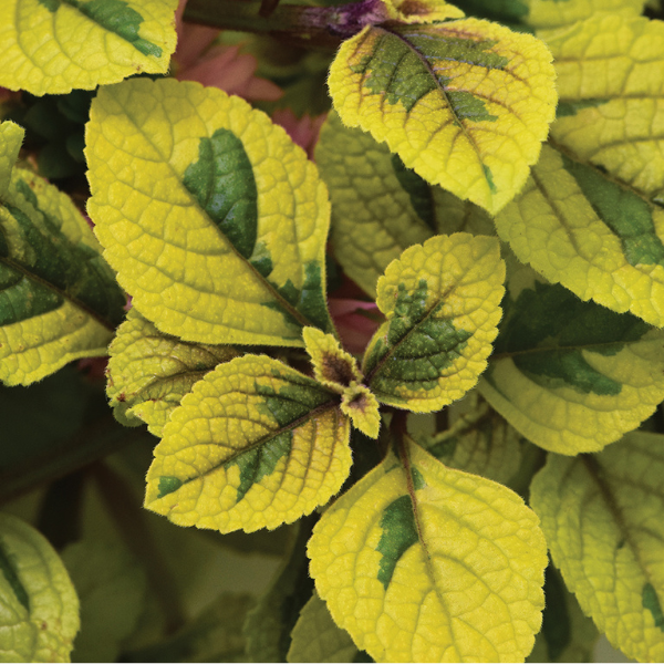 Plectranthus hybrid 'FanciFillers Guacamole'