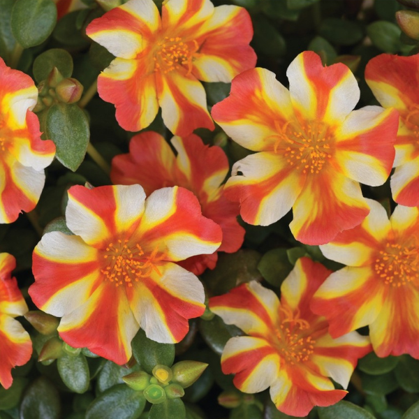 Portulaca oleracea 'Cupcake Orange Touch'