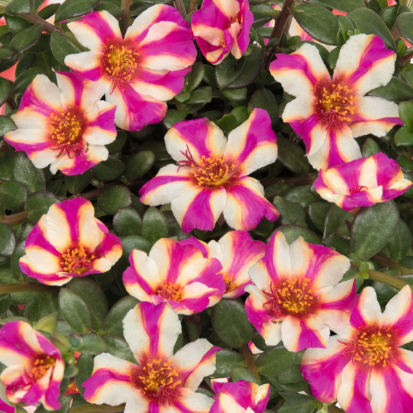 Portulaca oleracea 'Cupcake Purple Touch 25'