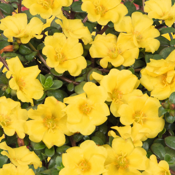 Portulaca oleracea 'Cupcake Upright Golden Yellow'