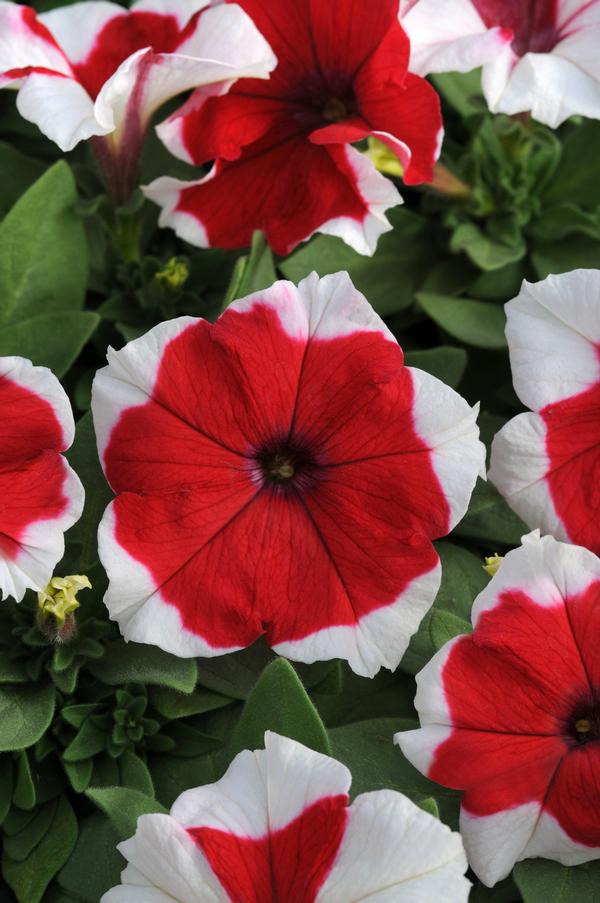 Petunia hybrida 'Dreams Red Picotee'