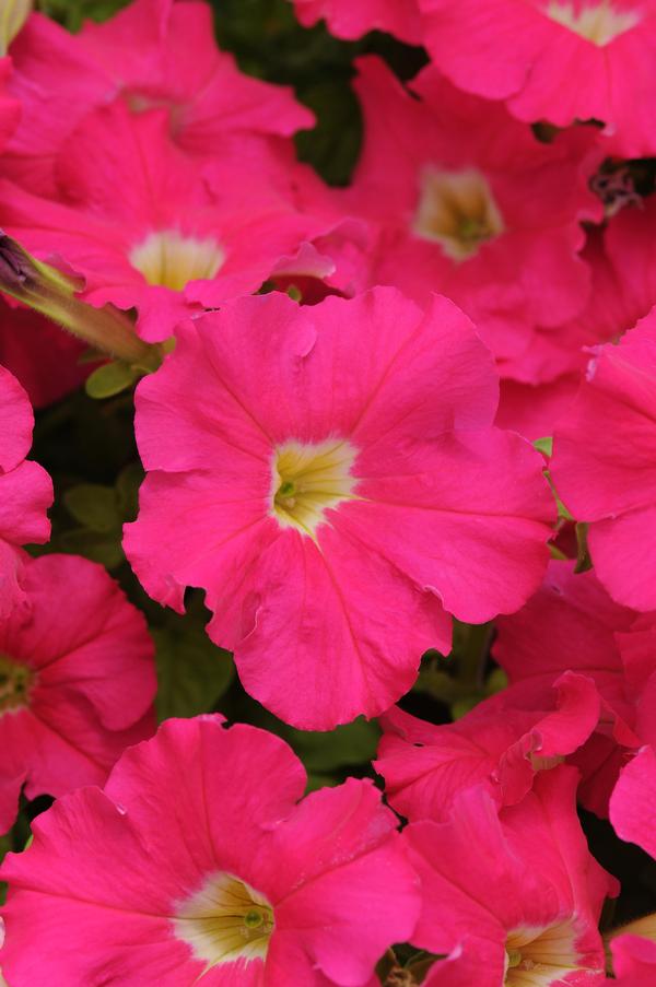 Petunia hybrida 'Dreams Rose'