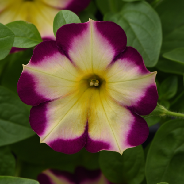 Petunia hybrida 'Headliner Banana Cherry'