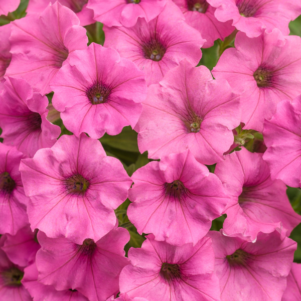 Petunia hybrida 'Supertunia Mini Vista Hot Pink'