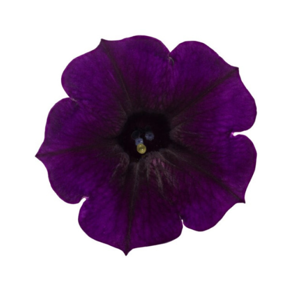 Petunia hybrida 'Supertunia Mini Vista Midnight'