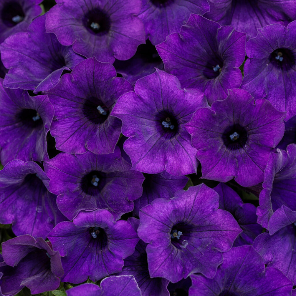 Petunia hybrida 'Supertunia Mini Vista Ultramarine'