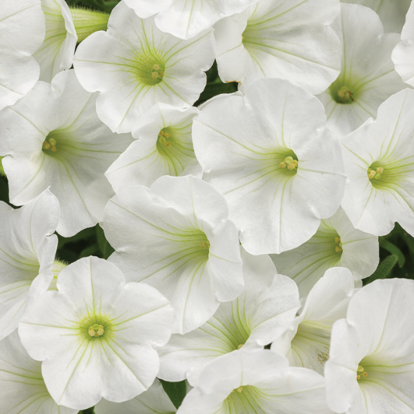 Petunia hybrida 'Supertunia Mini Vista White'