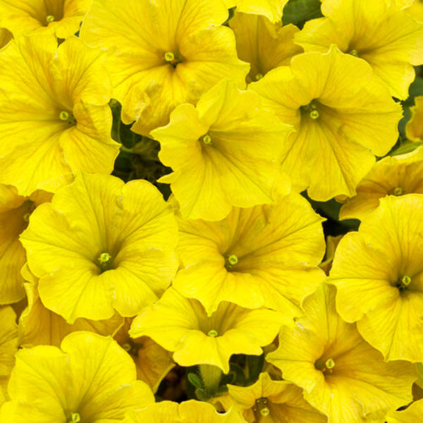 Petunia hybrida 'Supertunia Mini Vista Yellow'