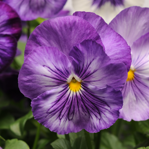 Pansy viola x wittrockiana 'Matrix Lavender Shades'