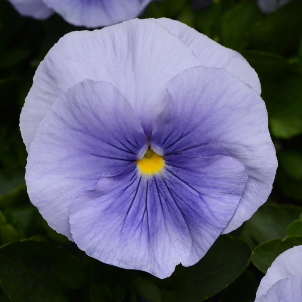 Pansy viola x wittrockiana 'Matrix Light Blue'