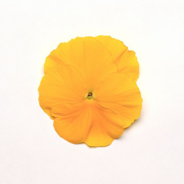 Pansy viola x wittrockiana 'Spring Matrix Yellow'