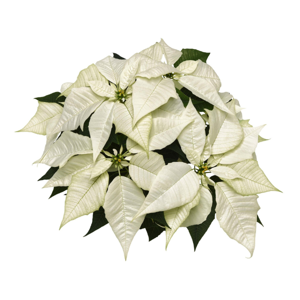 Poinsettia euphorbia pulcherrima 'Brilliant White'