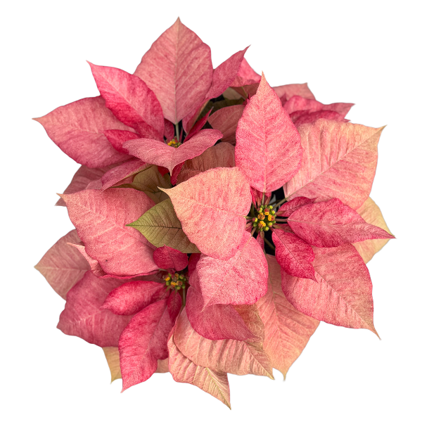 Poinsettia euphorbia pulcherrima 'Christmas Aurora Queen'