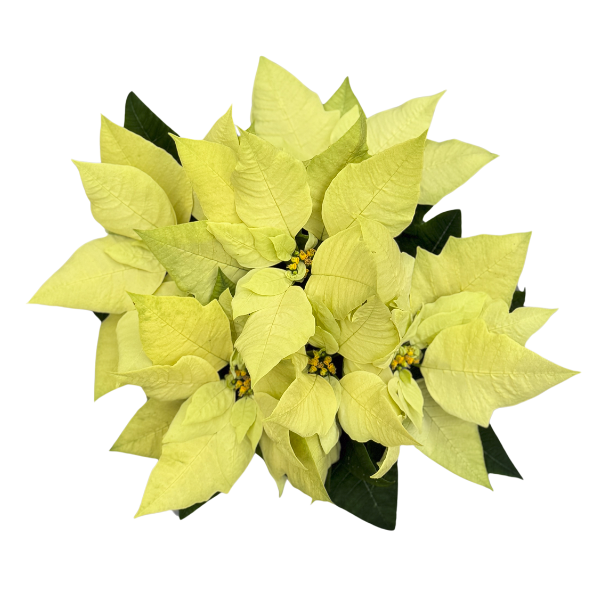 Poinsettia euphorbia pulcherrima 'Green Envy'