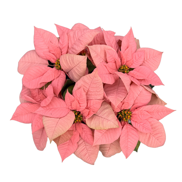 Poinsettia euphorbia pulcherrima 'Peach Glow'