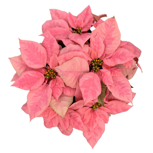 Poinsettia euphorbia pulcherrima 'Pink Champagne'