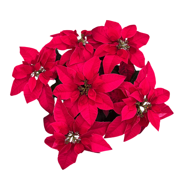 Poinsettia euphorbia pulcherrima 'Princettia Pure Red'