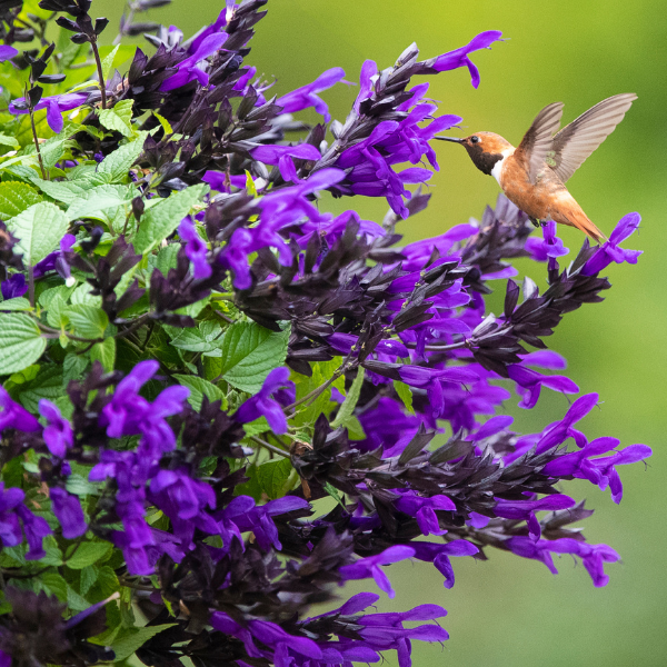 Salvia gauranitica 'Hummingbird Falls'