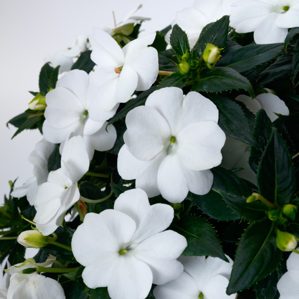 SunPatiens hybrida 'Compact Classic White'