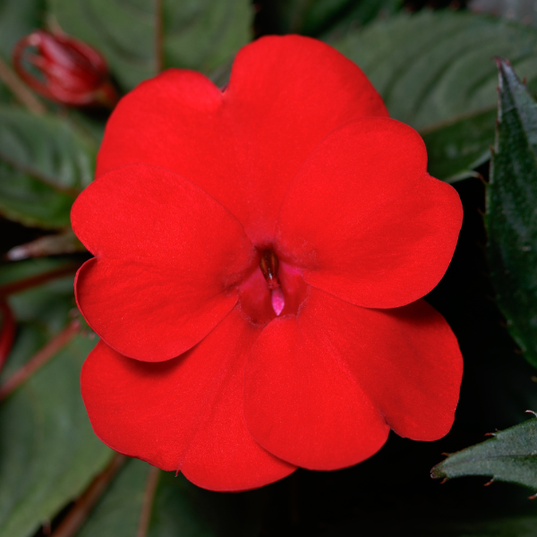 SunPatiens hybrida 'Compact Deep Red'