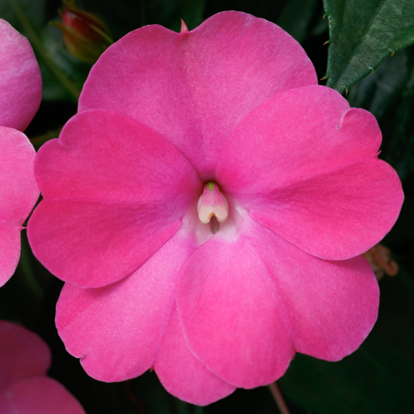 SunPatiens hybrida 'Compact Hot Pink'