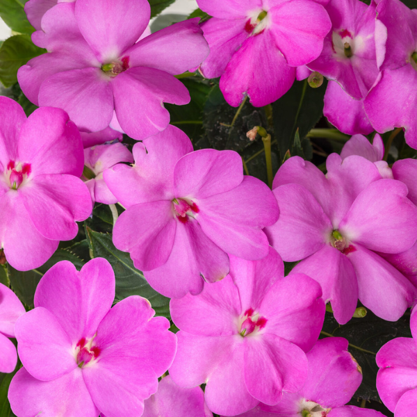 SunPatiens hybrida 'Compact Lavender'