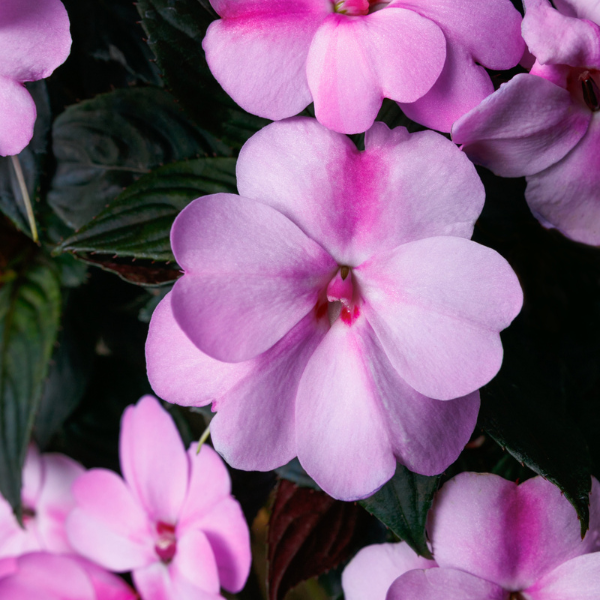 SunPatiens hybrida 'Compact Lavender Splash'