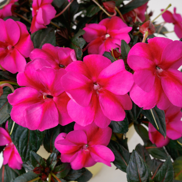 SunPatiens hybrida 'Compact Purple Candy'