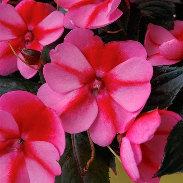 SunPatiens hybrida 'Compact Red Candy'
