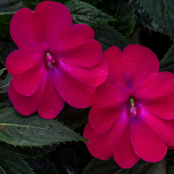 SunPatiens hybrida 'Compact Rose Glow'