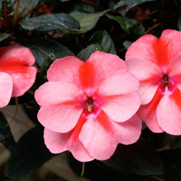 SunPatiens hybrida 'Vigorous Peach Candy'
