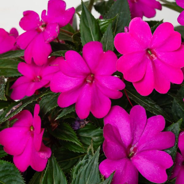 SunPatiens hybrida 'Vigorous Purple'
