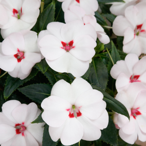 SunPatiens hybrida 'Vigorous Sweetheart White'