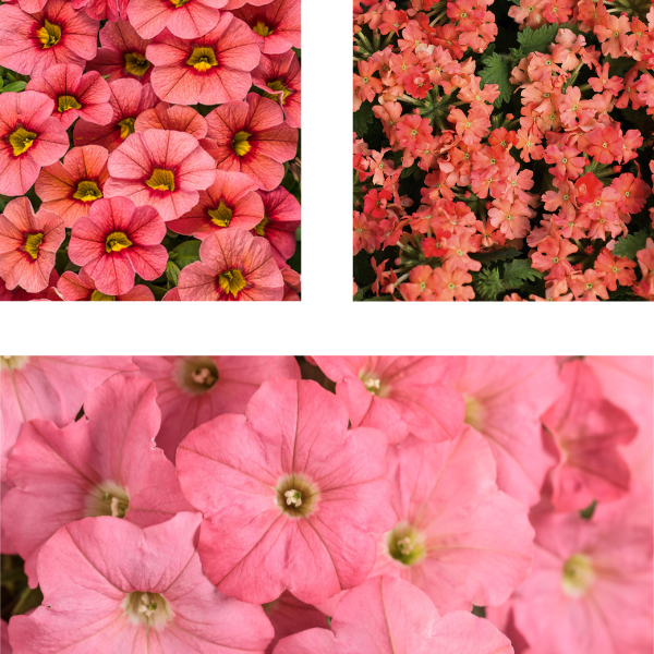 Spring Combo 'Combo #43'