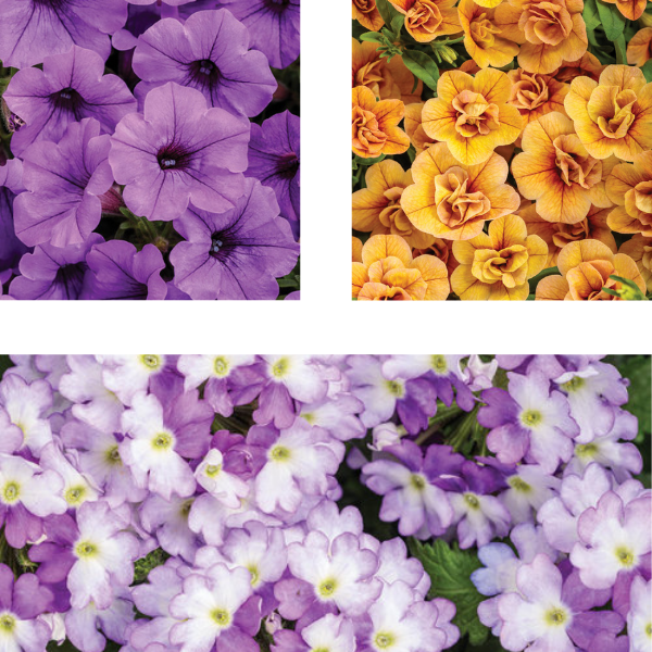 Spring Combo 'Combo #45'