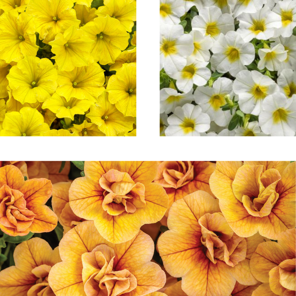 Spring Combo 'Combo #50'