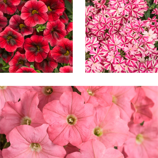 Spring Combo 'Combo #51'