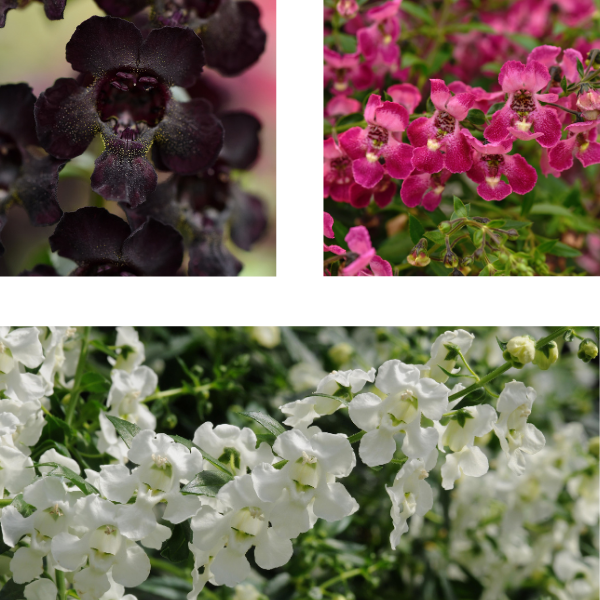 Spring Combo 'Combo #46'