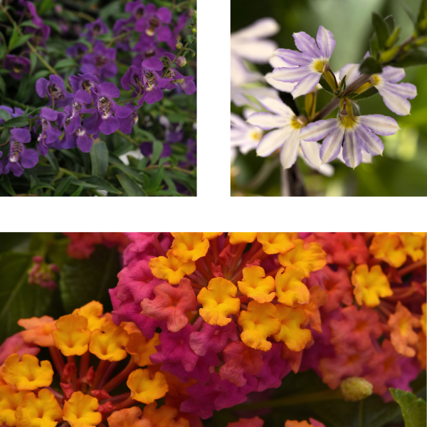 Spring Combo 'Combo #47'