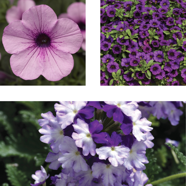 Spring Combo 'Combo #48'