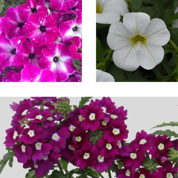 Spring Combo 'Combo #49'