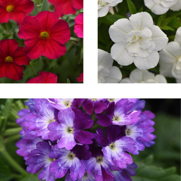 Spring Combo 'Combo #52'